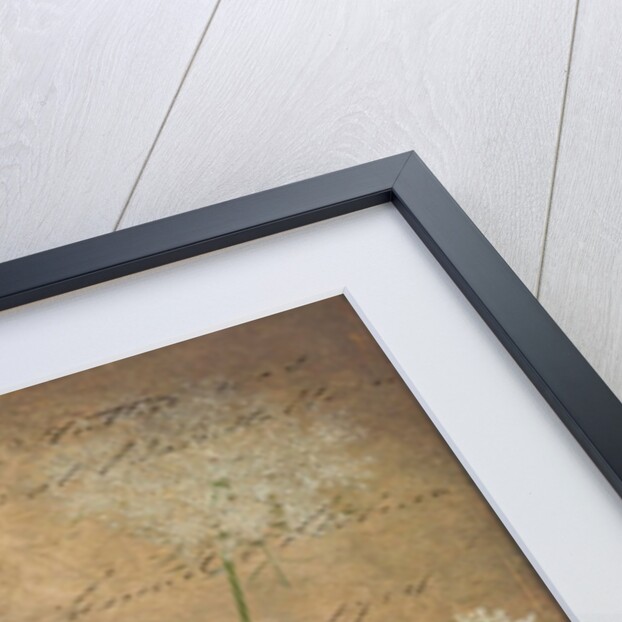 Cow parsley flowers by Assaf Frank